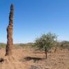 Termitenhügel in Kenia