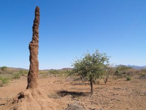 Termitenhügel in Kenia